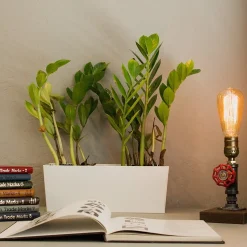 Newhouse Lighting ST64 Vintage Incandescent Bulb, 60W, 6-Pack (ST64INC-6)